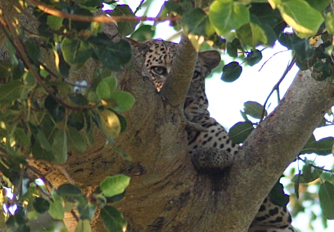 Leopard ruht auf einem Baum