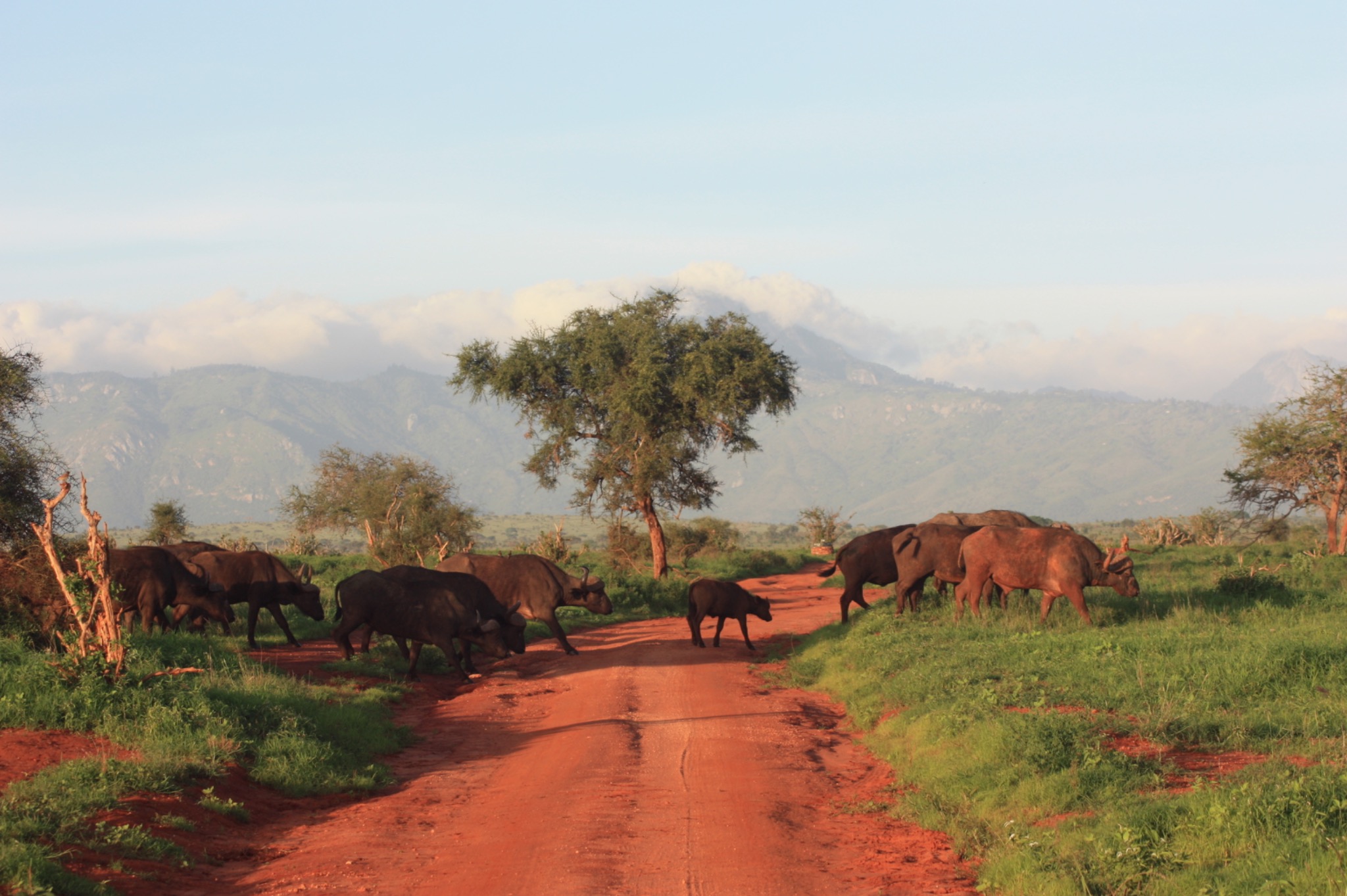 Rote Piste durch eine Landschaft mit Weidetieren